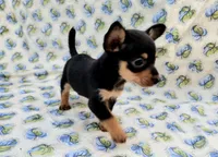 Gus, a male Chiweenie for sale in Fort Myers, FL – 3 of 8