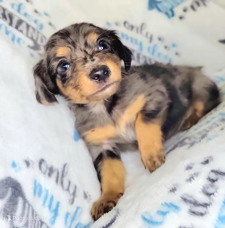 Conner – Yorkshire Terrier, Miniature Dachshund puppy for sale in Miami, FL