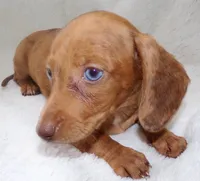Señorita , a female Miniature Dachshund for sale in Miami, FL – 5 of 10