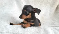 Meetu , a male Miniature Pinscher for sale in Miami, FL – 2 of 7