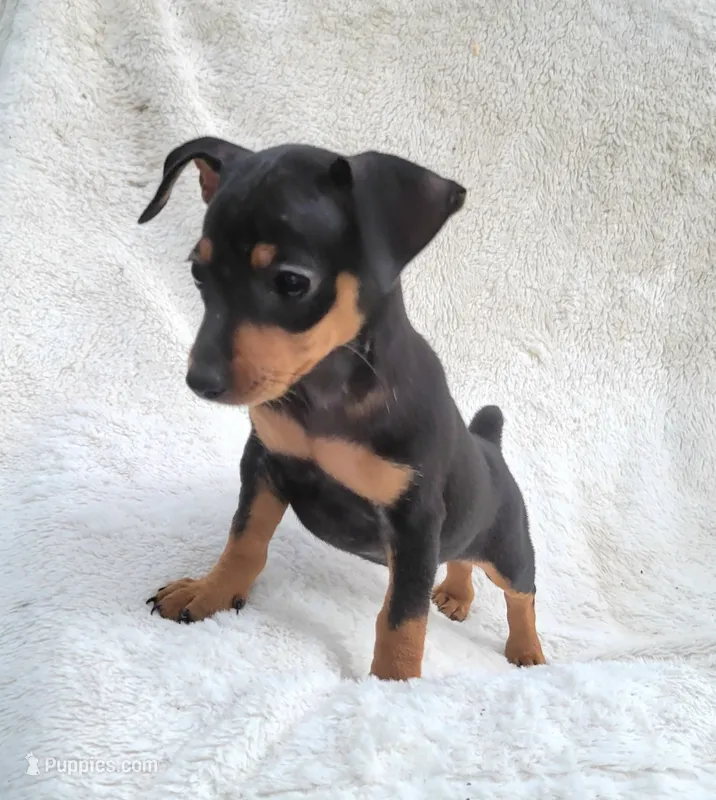 Meetu  – Miniature Pinscher puppy for sale in Miami, FL