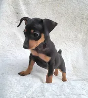 Meetu , a male Miniature Pinscher for sale in Miami, FL – 1 of 7