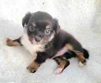 Long-haired Bullseye , a male Chihuahua for sale in Miami, FL – 4 of 8