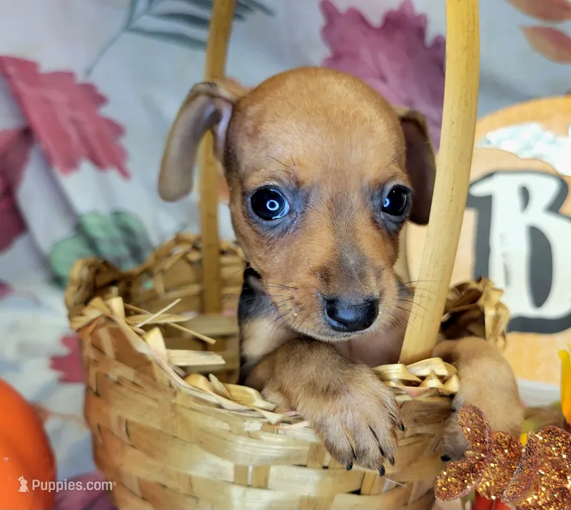 Jason – Miniature Pinscher puppy for sale in Miami, FL