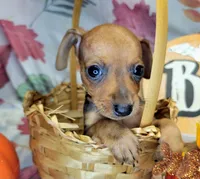 Jason, a male Miniature Pinscher for sale in Miami, FL – 1 of 8