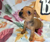 Lily, a female Miniature Pinscher for sale in Miami, FL – 6 of 8