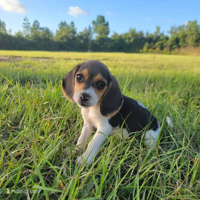 Flower – Beagle puppy for sale in Fort Myers, FL