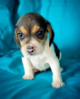 Flower, a female Beagle for sale in Miami, FL – 2 of 3
