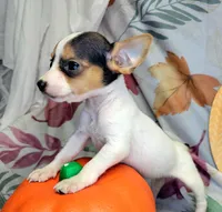 Gloria, a female Rat Terrier for sale in Miami, FL – 2 of 7