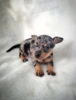 Lizzy, a female Chiweenie for sale in Miami, FL – 2 of 5
