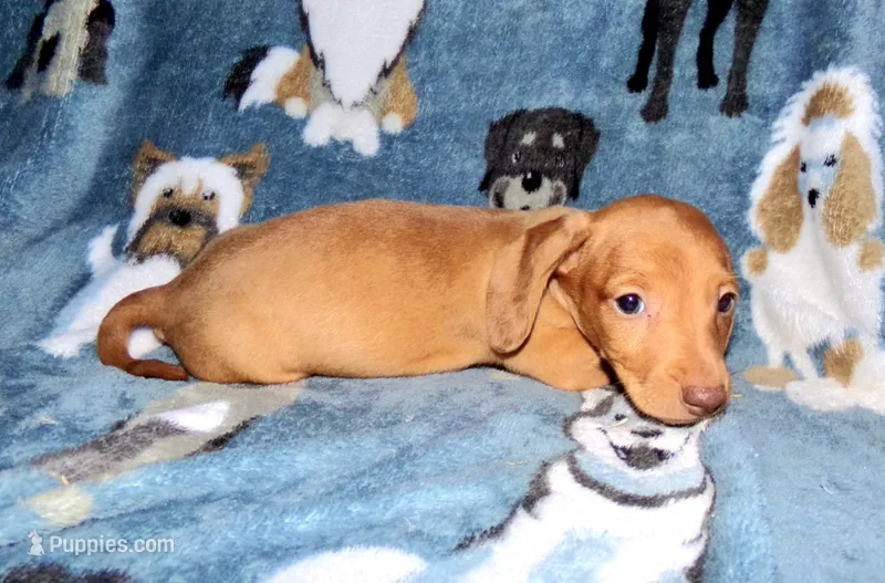 Flan – Miniature Dachshund puppy for sale in Miami, FL