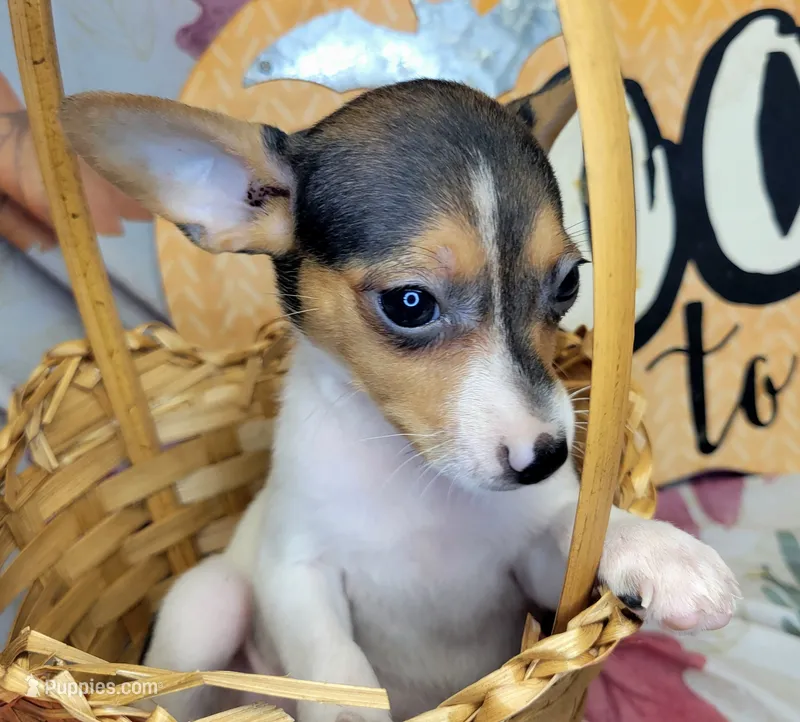Gladys – Rat Terrier puppy for sale in Miami, FL