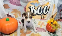 Gladiator, a male Rat Terrier for sale in Miami, FL – 4 of 8