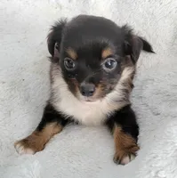 Long-haired Bullseye , a male Chihuahua for sale in Miami, FL – 8 of 8