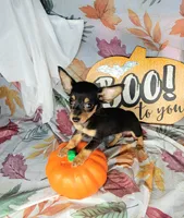 Gus, a male Chiweenie for sale in Fort Myers, FL – 6 of 8