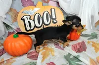 Gus, a male Chiweenie for sale in Fort Myers, FL – 7 of 8