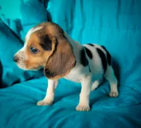 Pete, a male Beagle for sale in Miami, FL – 6 of 10