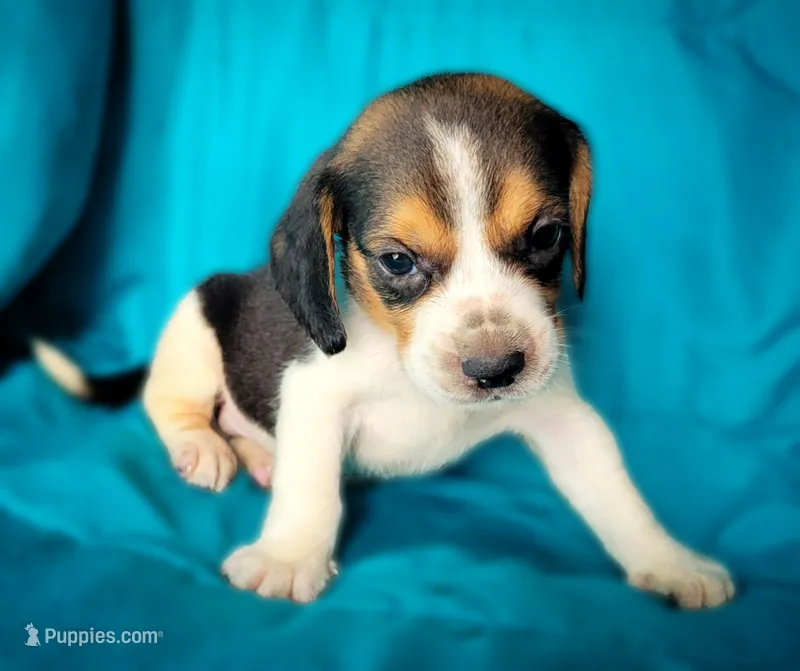 Thor – Beagle puppy for sale in Miami, FL