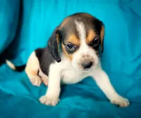 Thor, a male Beagle for sale in Miami, FL – 1 of 10