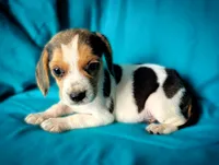 Pete, a male Beagle for sale in Miami, FL – 8 of 10