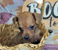 Lily, a female Miniature Pinscher for sale in Miami, FL – 3 of 8