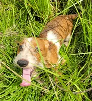 Oakley, a male Yorkshire Terrier and Miniature Dachshund for sale in Miami, FL – 5 of 8
