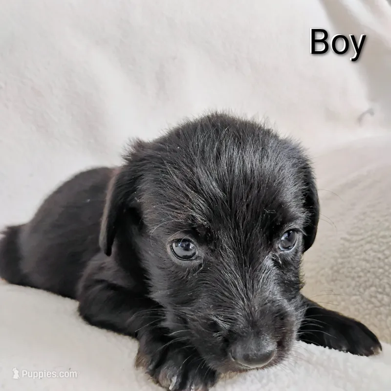 Donny – Labrador Retriever, Miniature Goldendoodle puppy for sale in Miami, FL