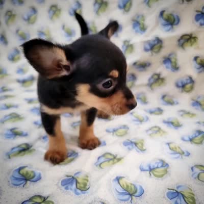 Gus, a male Chiweenie for sale in Fort Myers, FL – 8 of 8