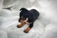 Gus, a male Chiweenie for sale in Miami, FL – 4 of 4