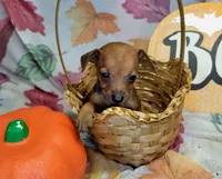 Jason, a male Miniature Pinscher for sale in Miami, FL – 5 of 8
