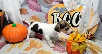Gladiator, a male Rat Terrier for sale in Miami, FL – 2 of 8