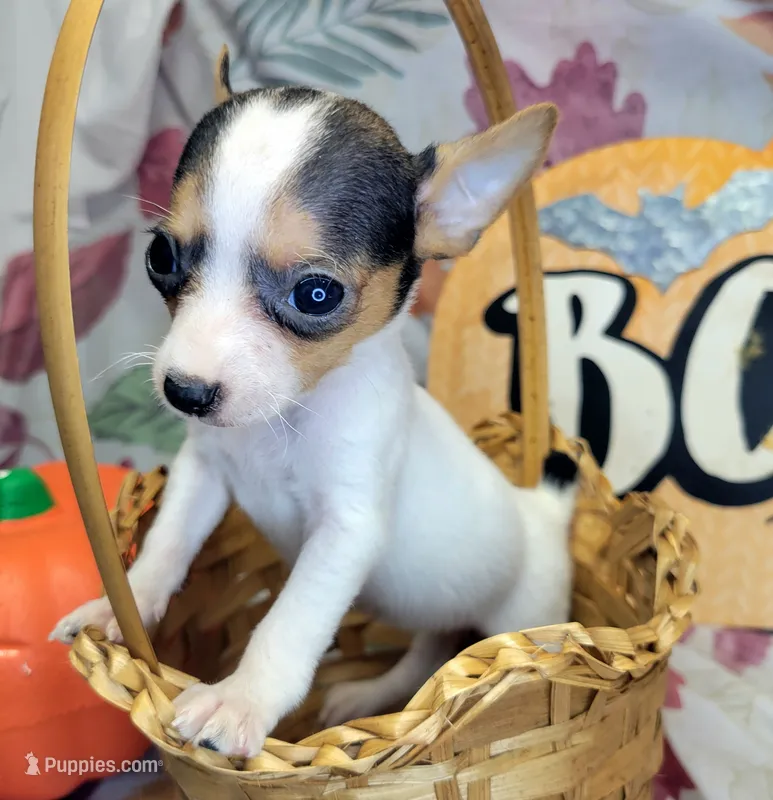 Gloria – Rat Terrier puppy for sale in Miami, FL