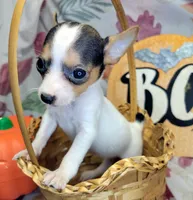 Gloria, a female Rat Terrier for sale in Miami, FL – 1 of 7