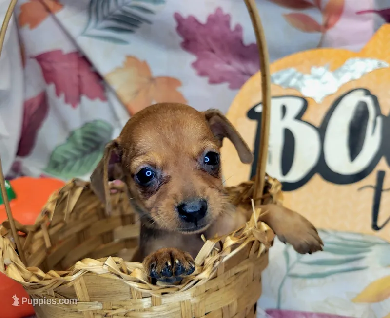 Lily – Miniature Pinscher puppy for sale in Miami, FL
