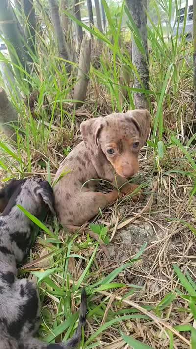 Señorita , a female Miniature Dachshund for sale in Miami, FL – 6 of 10