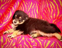 Sweetybell , a female Pomeranian and Malchi for sale in Miami, FL – Photo 3 of 3