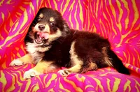 Sweetybell , a female Pomeranian and Malchi for sale in Miami, FL – Photo 2 of 3