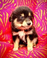 Sweetybell , a female Pomeranian and Malchi for sale in Miami, FL – Photo 1 of 3