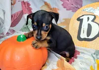 Rose, a female Miniature Pinscher for sale in Miami, FL – 3 of 5