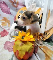 Gladiator, a male Rat Terrier for sale in Miami, FL – 5 of 8