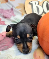 Rose, a female Miniature Pinscher for sale in Miami, FL – 5 of 5