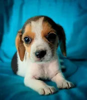 Pete, a male Beagle for sale in Miami, FL – 1 of 10