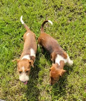 Oakley, a male Yorkshire Terrier and Miniature Dachshund for sale in Miami, FL – 6 of 8