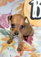 Lily, a female Miniature Pinscher for sale in Miami, FL – 4 of 8