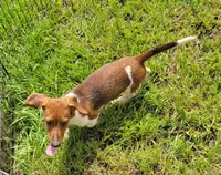 Willow , a female Yorkshire Terrier and Miniature Dachshund for sale in Miami, FL – 3 of 8