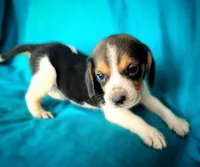 Thor, a male Beagle for sale in Miami, FL – 10 of 10