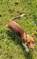 Willow , a female Yorkshire Terrier and Miniature Dachshund for sale in Miami, FL – 5 of 8