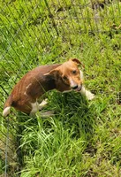 Willow , a female Yorkshire Terrier and Miniature Dachshund for sale in Miami, FL – 7 of 8