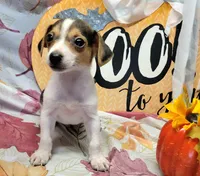 Gladiator, a male Rat Terrier for sale in Miami, FL – 8 of 8