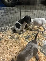 Male 2 , a male German Shorthaired Pointer for sale in Easton, KS – 2 of 2